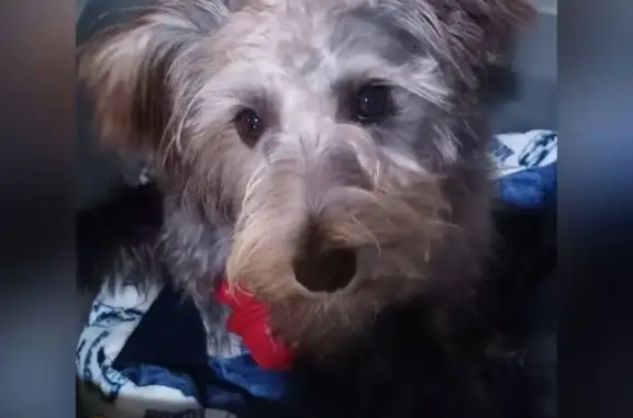 Lost Schnauzer: Brown, Tangly, Blue Collar