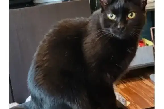 Lost Black Cat: Yellow Eyes in Burke