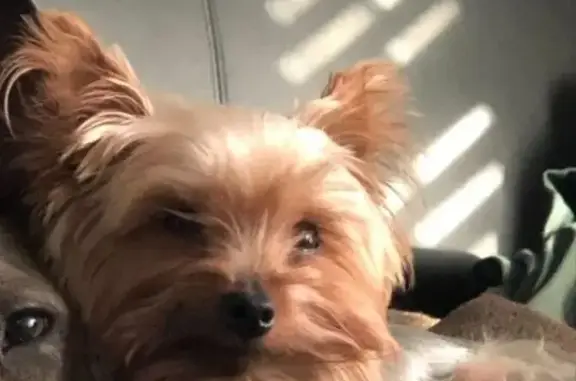 Lost Yorkie Chewie: Found in Chesapeake