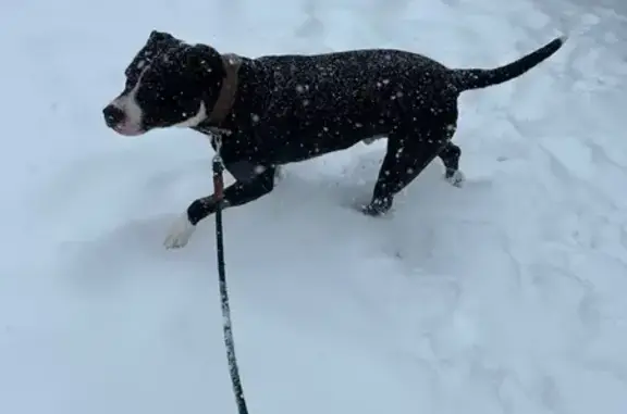 Lost Bully Dog: Black & White, Tan Collar