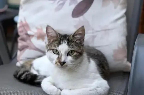 Lost Cat: Green-Eyed, Striped & Spotted