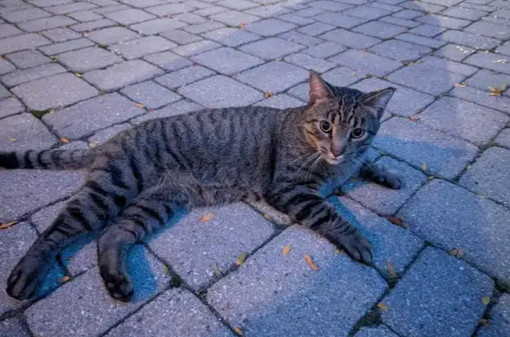 Found cat Delafield, photo: Friendly Gray Striped Cat Found in Delafield