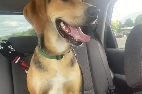 Lost Coonhound: Friendly, Food-Loving Pup