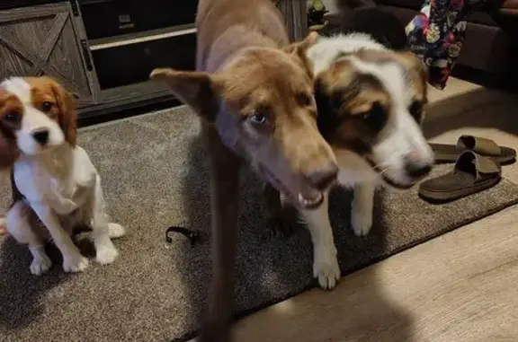 Lost Dogs: Max, Diego & Chocolate in Circleville
