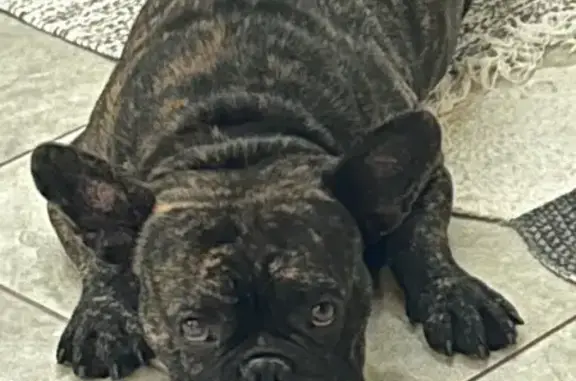 Lost Energetic French Bulldog: Help Find Rocky!