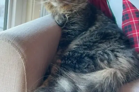 Lost Fluffy Cat: Grey/Brown, DeKalb Area