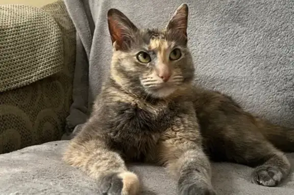 Lost Cat: Grey/Orange, 9lbs, Starburn Path