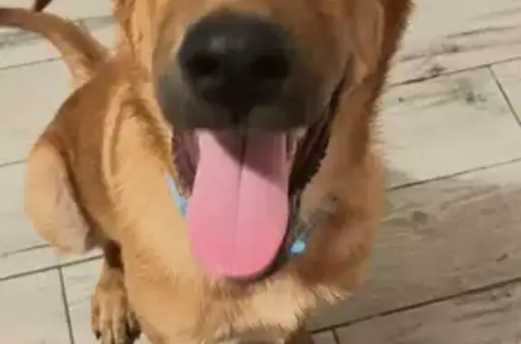 Lost Brown Dog: Sweetheart on South Ave
