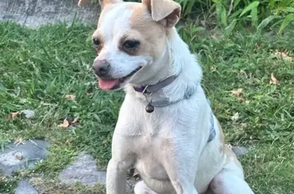 Perro encontrado , foto: Perrita con Collares Perdida en Tlaquepaque