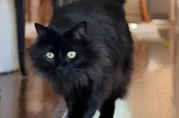 Lost Black Cat: Emerald Eyes in Cascades