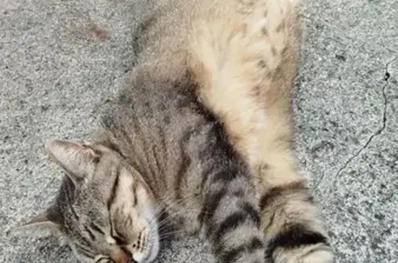 Chatte grise perdue à Rive-de-Gier - photo