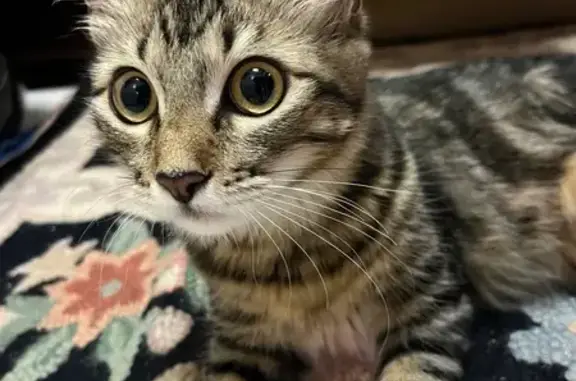 Lost pets Kaneohe, photo: Help Find Arroh: Lost Tabby on Kahuhipa St
