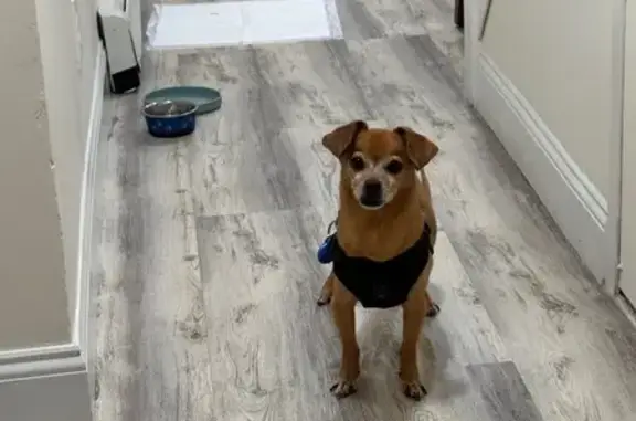 Found dog Freeport, photo: Found Dog: Possibly Blind/Deaf in Freeport