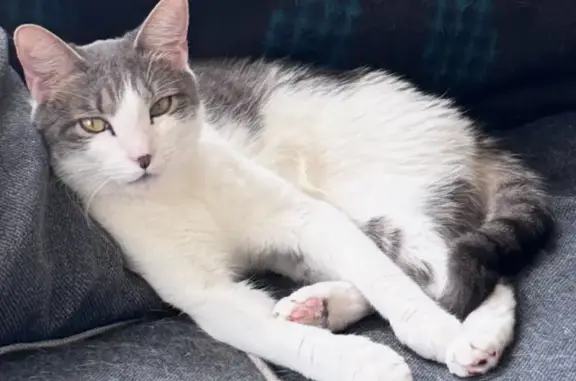 Missing: Friendly Gray & White Cat