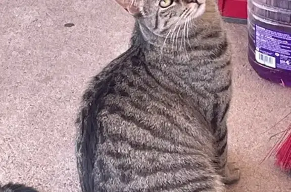 Lost: Friendly Tabby Cat in Phoenix