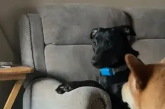 Lost Dog Alert: German Shepherd Mix in Dallastown