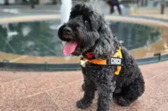 Lost Black Dog: Connells Point Area