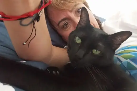 Gato Negro Perdido en Salamanca: Ayuda