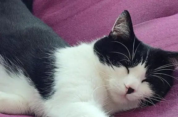 Chat perdu, , photo: Chat perdu, tache noire sur le nez, Richeling