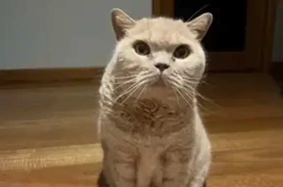 Missing cat Subiaco, photo: Lost Cream British Shorthair in Subiaco