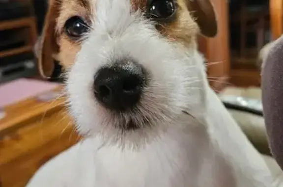 Lost: Timid Jack Russell in Salisbury East