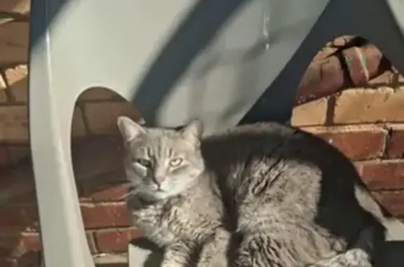 Lost Grey Cat with Green Eyes in Playford