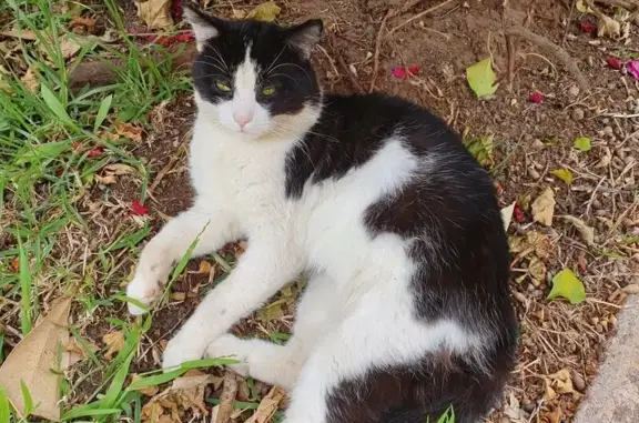 Lost Cat: Black & White, Pink Collar