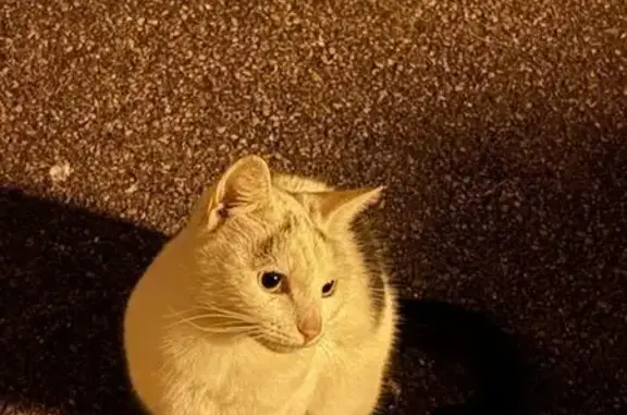 Chat trouvé Saint-Étienne-du-Rouvray, photo: Chat blanc tacheté trouvé à Saint-Étienne