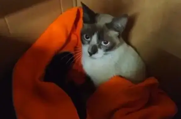 Gata herida en Mallabia necesi...