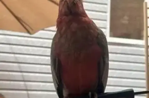 Lost pets New York, photo: Lost Bird: Grey Body, Pink Head, NY