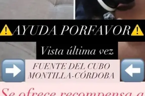 Perro Perdido en Montilla: Lía, Negra y Pequeñita