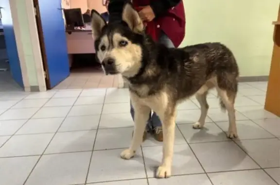 Animaux trouvés , photo: Husky aux yeux verrons trouvé à Coussey
