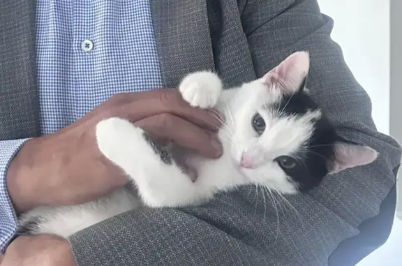 Animaux trouvés Saint-Julien-en-Genevois, photo: Chaton perdu : blanche et noire, St-Julien