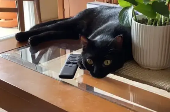 Gata Negra de 1 Año Perdida en Valencia