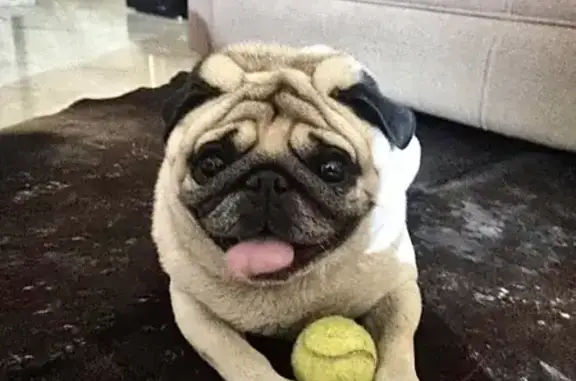 Perro perdido en N-340 Santomera: 13 kg, 6 años
