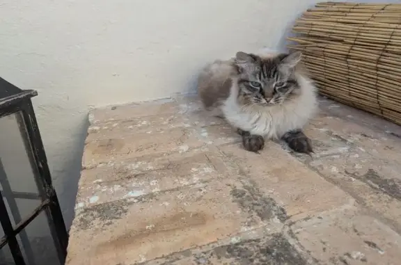 ¡Gato Ragdoll Perdido en Villena!