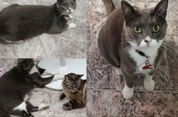 Gatos perdidos, Alcala de Guadaira, foto: ¡Ayuda! Gato Gris Perdido en Alcalá