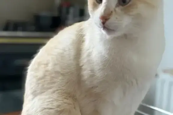 Animaux perdus Biganos, photo: Chat perdue, blanche/crème, Rue de la Résistance