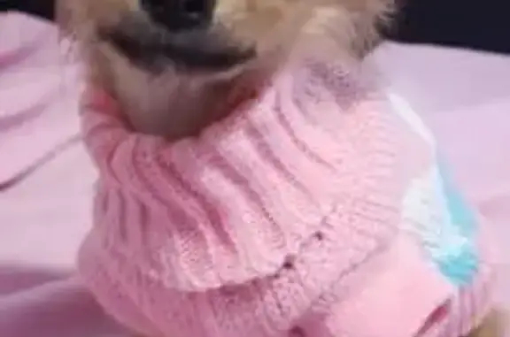 Chihuahua fauve perdue à Agen - photo