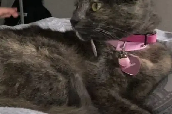 Chatte perdue: Athèna, gris foncé, Douai - photo