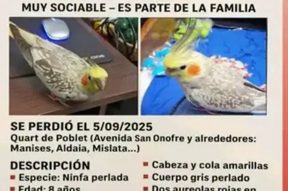 Ninfa Perlada Perdida en Quart de Poblet
