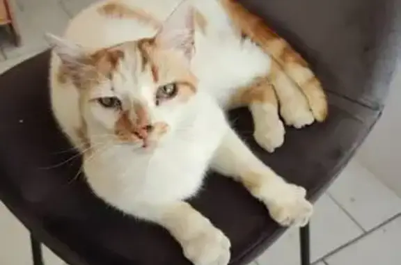 Chat perdu à Courçon, sociable et câlin - photo