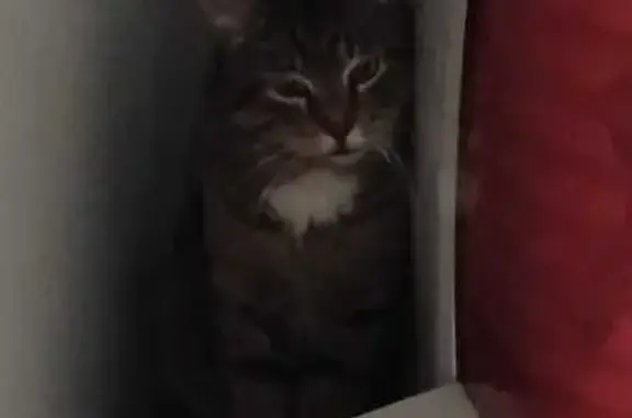 Missing cat Ipswich, photo: Lost Tabby Cat in Ipswich - Begonia St