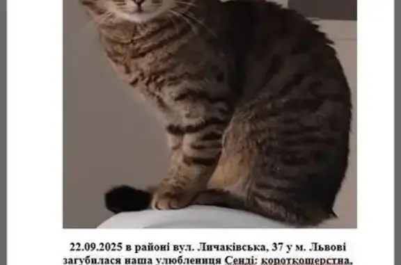 Знайдено кішку Львів, фото: Зникла кішка на Личаківській у Львові