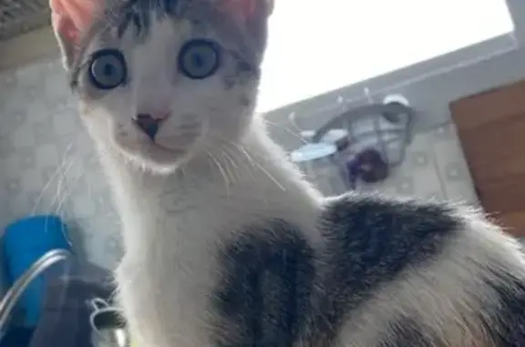 Perdida: Gatita Tricolor de 5 Meses en Alcoi