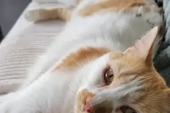 Chat perdu : grand, roux et blanc, Challes - photo