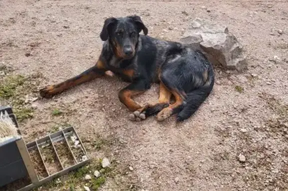 Chien trouvé , photo: Beauceron mâle trouvé Rue des Sabotiers