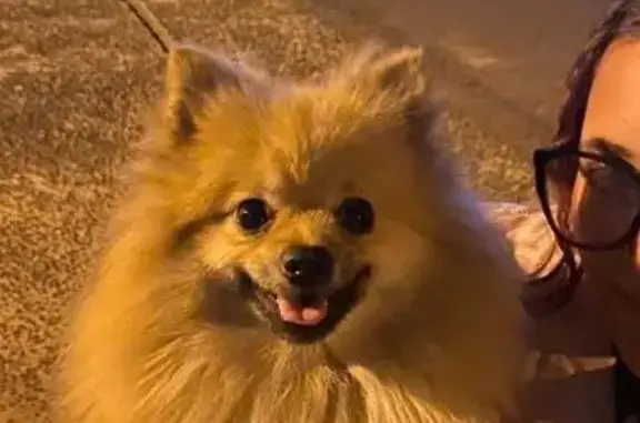 cachorro desaparecida