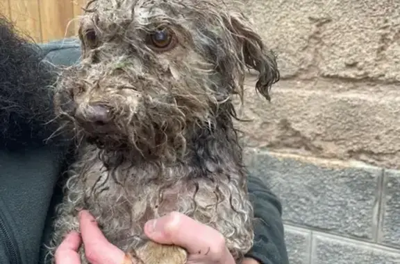 Animaux trouvés , photo: Chien beige frisé trouvé dans le Côney