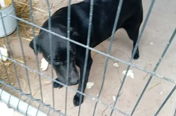 Animaux trouvés , photo: Chien noir craintif trouvé à Passais Villages
